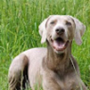 Meet your Posher, Charlotte